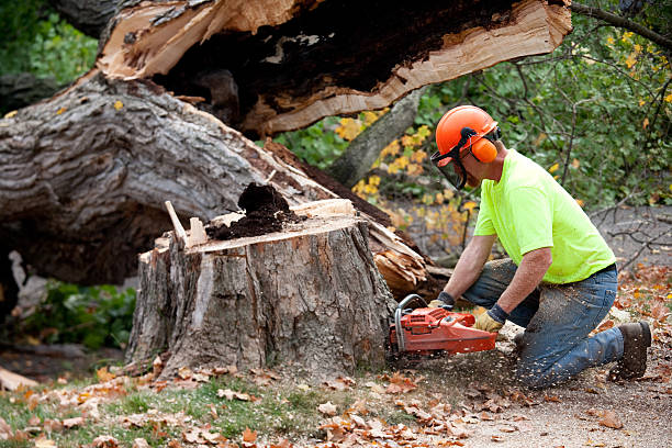 Best Tree Removal Near Me  in Bermuda Run, NC